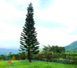 Expansive land surrounding the villa, offering endless possibilities for customization