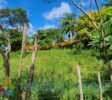 Banana trees on a 1000 m2 nice flat lot in Sosúa