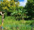 Flat lot in Sosúa with banana trees