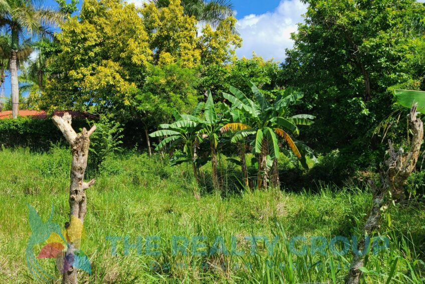 Flat lot in Sosúa with banana trees